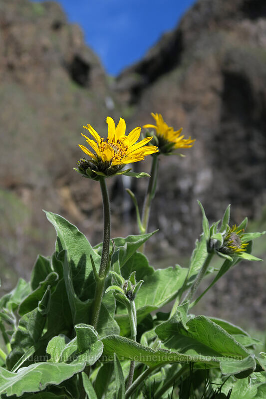 Carey's balsamroot (Balsamorhiza careyana) [Doug's Beach State Park, Klickitat County, Washington]