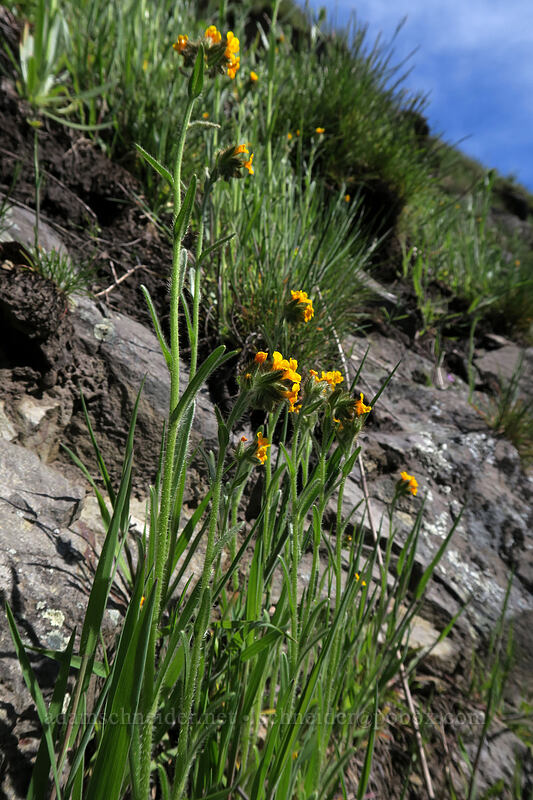 fiddleneck (Amsinckia sp.) [Doug's Beach State Park, Klickitat County, Washington]