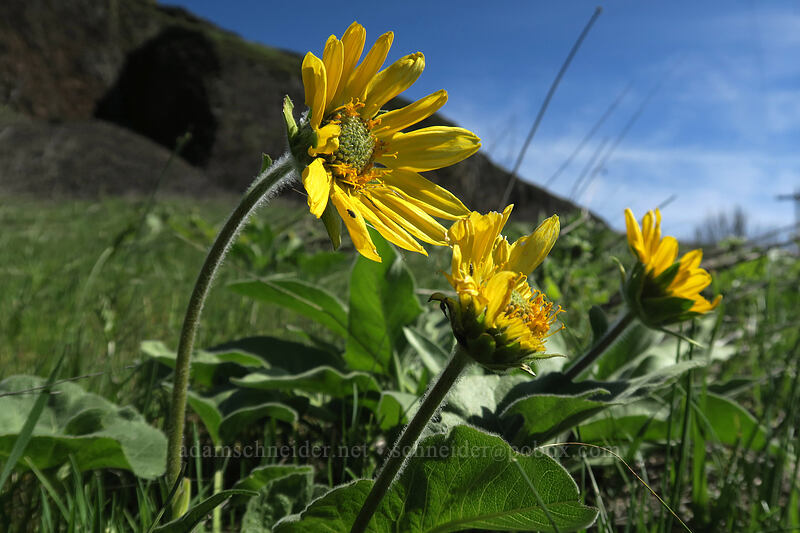 balsamroot (Balsamorhiza sp.) [Doug's Beach State Park, Klickitat County, Washington]
