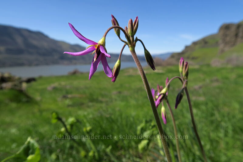 poet's shooting stars (Dodecatheon poeticum (Primula poetica)) [Doug's Beach State Park, Klickitat County, Washington]