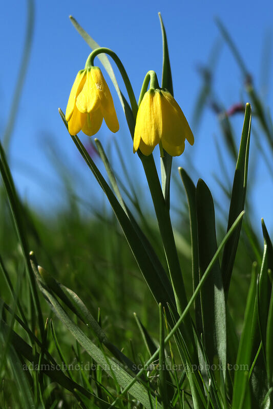 yellow bells (Fritillaria pudica) [Doug's Beach State Park, Klickitat County, Washington]
