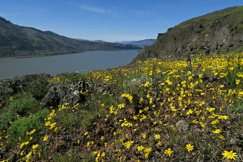 gold stars (Crocidium multicaule) [Doug's Beach State Park, Klickitat County, Washington]