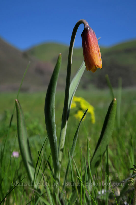 yellow bells, fading to orange (Fritillaria pudica) [Doug's Beach State Park, Klickitat County, Washington]