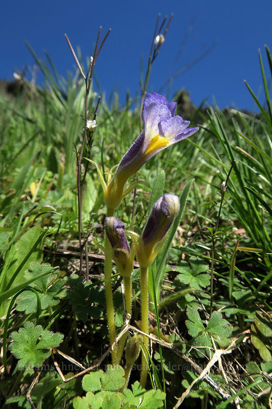 naked broomrape (Aphyllon purpureum (Orobanche uniflora)) [Doug's Beach State Park, Klickitat County, Washington]