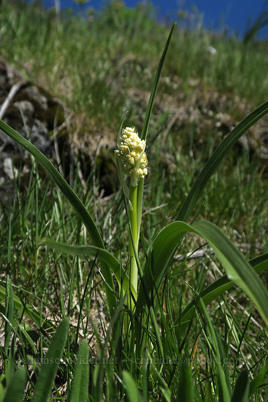 death-camas (Toxicoscordion sp. (Zigadenus sp.)) [Doug's Beach State Park, Klickitat County, Washington]