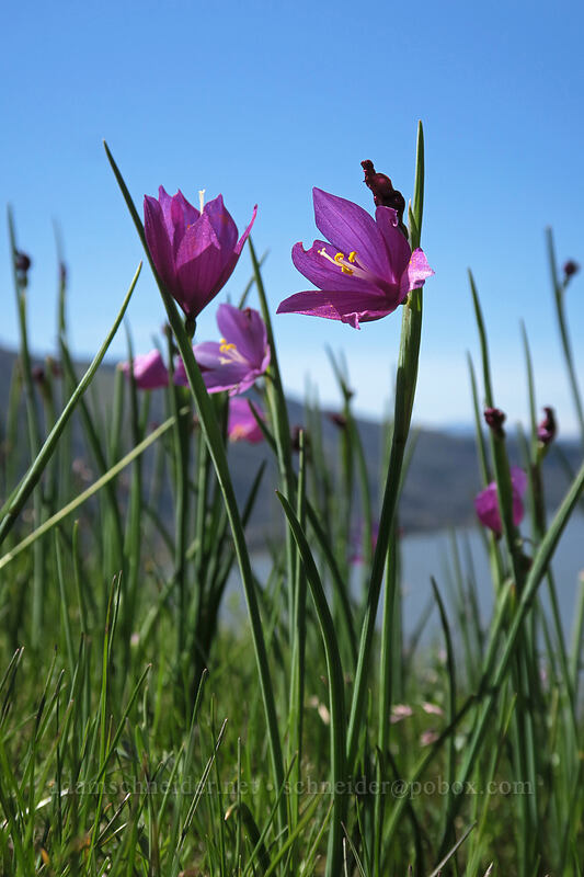 grass widows (Olsynium douglasii) [Doug's Beach State Park, Klickitat County, Washington]