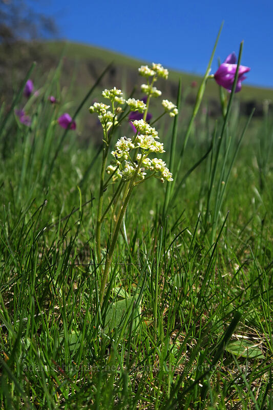 saxifrage & grass widows (Micranthes integrifolia (Saxifraga integrifolia), Olsynium douglasii) [Doug's Beach State Park, Klickitat County, Washington]