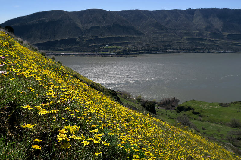 gold stars & the Columbia River (Crocidium multicaule) [Doug's Beach State Park, Klickitat County, Washington]