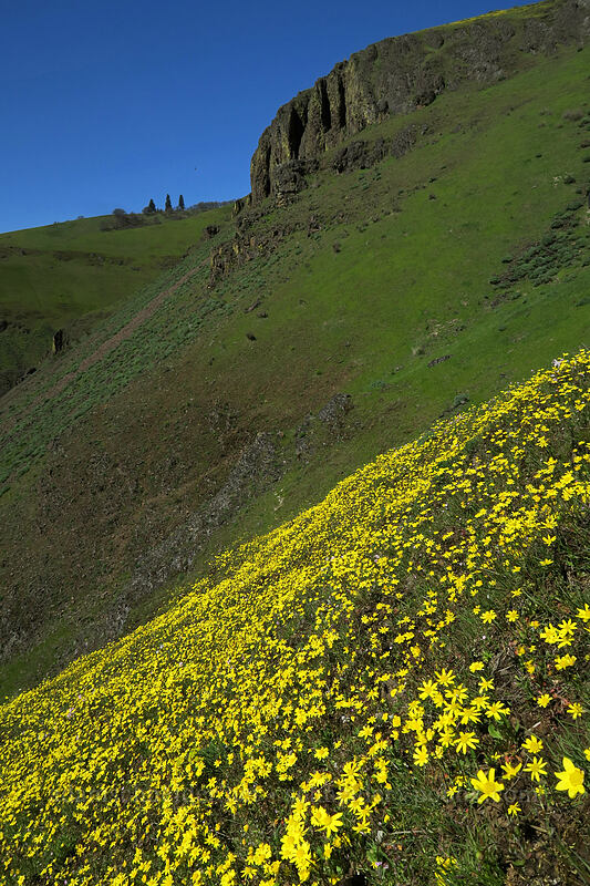 gold stars (Crocidium multicaule) [Doug's Beach State Park, Klickitat County, Washington]