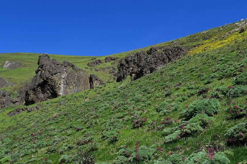 Columbia desert parsley (Lomatium columbianum) [Doug's Beach State Park, Klickitat County, Washington]