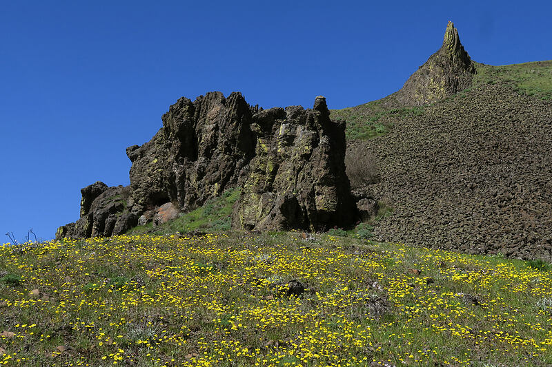 gold stars & pinnacles (Crocidium multicaule) [Doug's Beach State Park, Klickitat County, Washington]