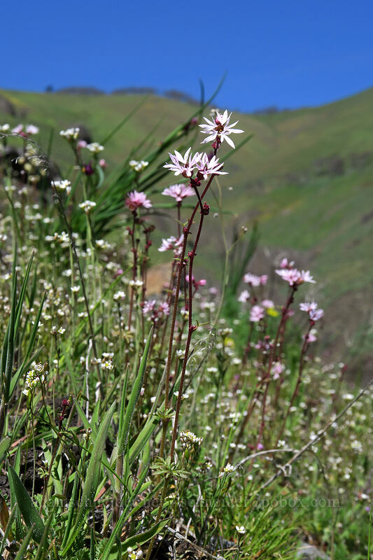 prairie stars & spring whitlow-grass (Lithophragma glabrum, Draba verna) [Doug's Beach State Park, Klickitat County, Washington]