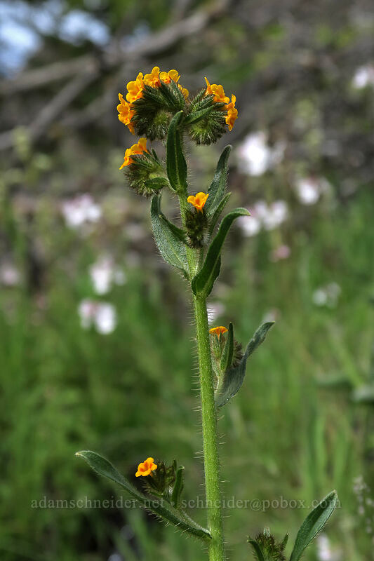 fiddleneck (Amsinckia sp.) [Access Road, Columbia Hills State Park, Klickitat County, Washington]