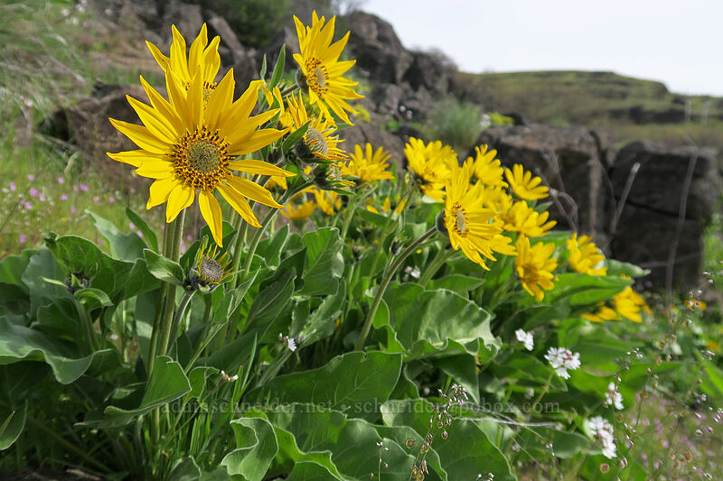 balsamroot (Balsamorhiza sp.) [Access Road, Columbia Hills State Park, Klickitat County, Washington]