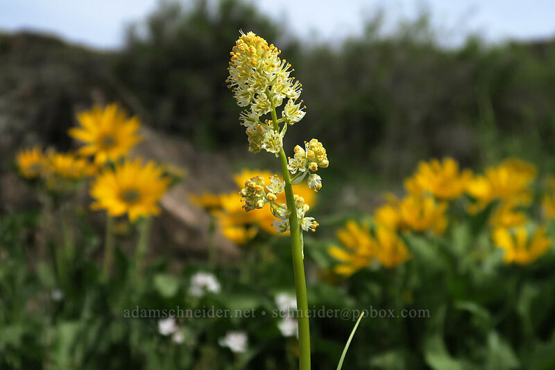 death-camas & balsamroot (Toxicoscordion paniculatum (Zigadenus paniculatus), Balsamorhiza careyana) [Access Road, Columbia Hills State Park, Klickitat County, Washington]
