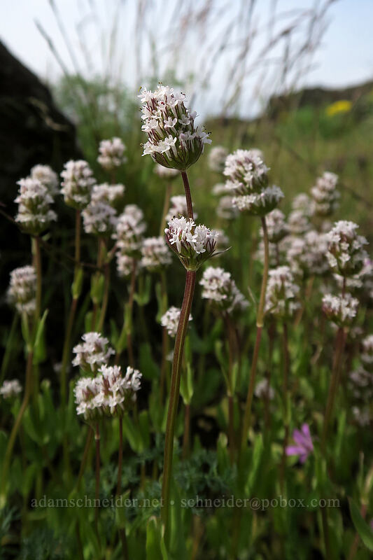 white plectritis (Plectritis macrocera) [Access Road, Columbia Hills State Park, Klickitat County, Washington]