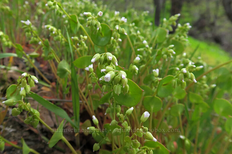 miner's lettuce (Claytonia perfoliata) [Access Road, Columbia Hills State Park, Klickitat County, Washington]