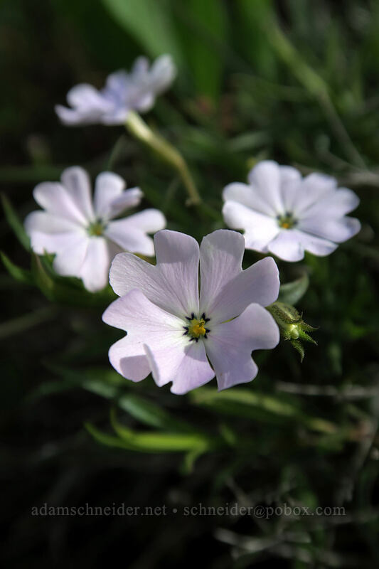 showy phlox (Phlox speciosa) [Access Road, Columbia Hills State Park, Klickitat County, Washington]
