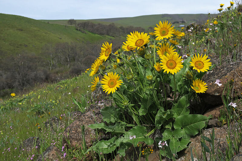 Carey's balsamroot (Balsamorhiza careyana) [Access Road, Columbia Hills State Park, Klickitat County, Washington]