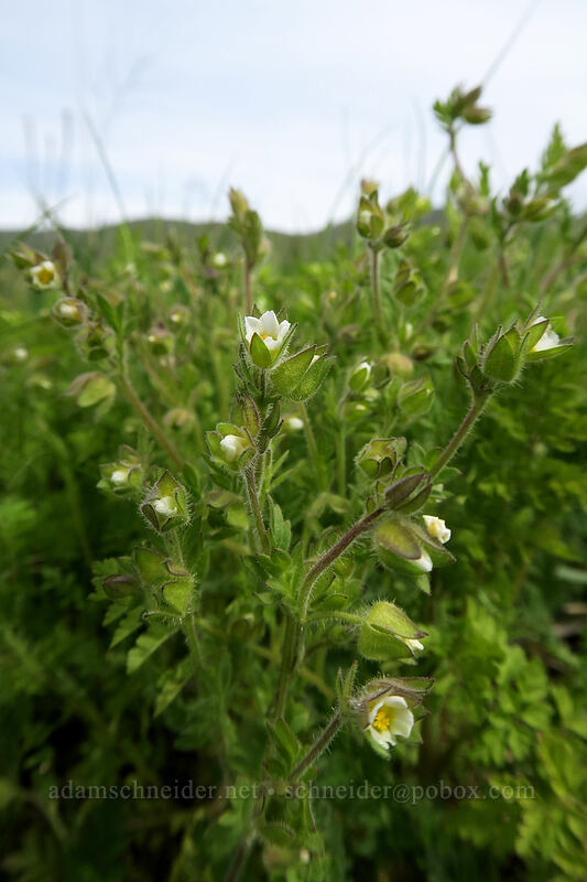 annual Jacob's-ladder (Polemonium micranthum) [Military Road, Columbia Hills State Park, Klickitat County, Washington]