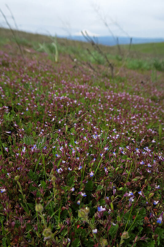 small-flowered blue-eyed-Mary (Collinsia parviflora) [Military Road, Columbia Hills State Park, Klickitat County, Washington]