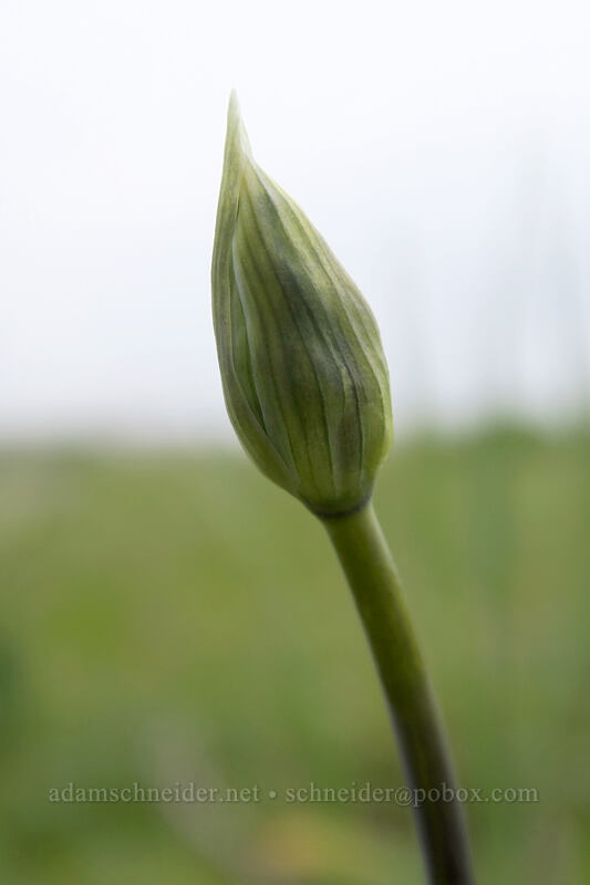 cluster-lily, budding (Triteleia grandiflora) [Military Road, Columbia Hills State Park, Klickitat County, Washington]