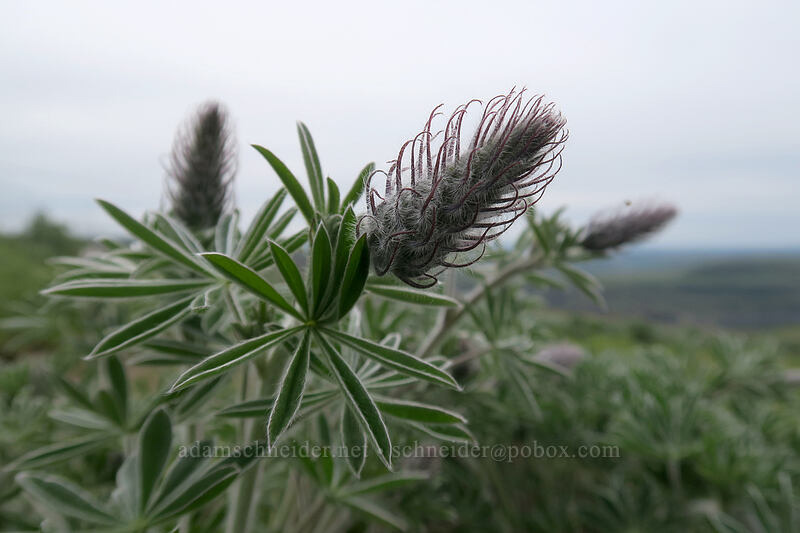 lupine, budding (Lupinus sp.) [Vista Loop, Columbia Hills State Park, Klickitat County, Washington]
