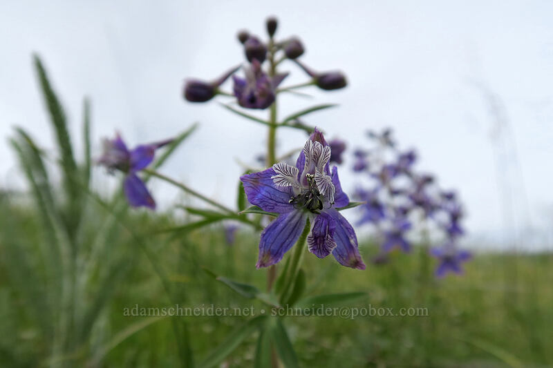 larkspur (Delphinium nuttallianum) [Vista Loop, Columbia Hills State Park, Klickitat County, Washington]