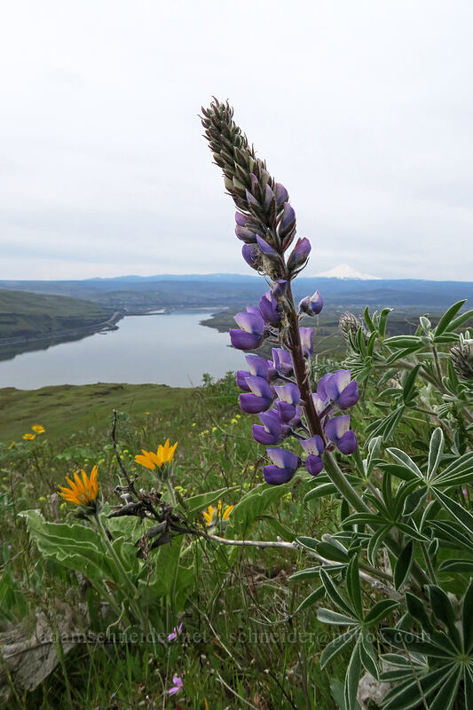 lupine, balsamroot, & desert parsley (Lupinus sp., Balsamorhiza sp., Lomatium nudicaule) [Vista Loop, Columbia Hills State Park, Klickitat County, Washington]