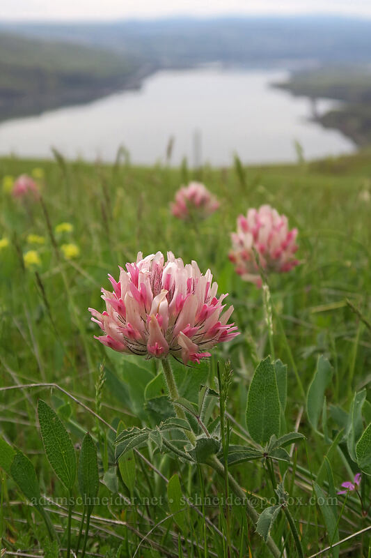 big-head clover (Trifolium macrocephalum) [Vista Loop, Columbia Hills State Park, Klickitat County, Washington]