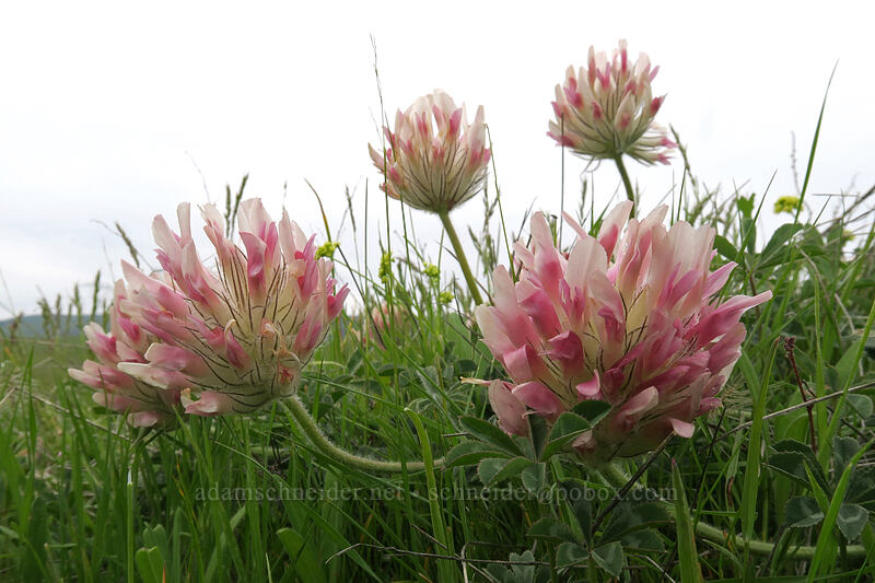 big-head clover (Trifolium macrocephalum) [Vista Loop, Columbia Hills State Park, Klickitat County, Washington]