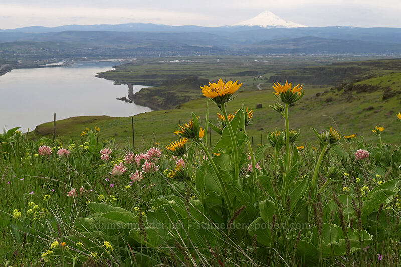 balsamroot, big-head clover, & bare-stem desert parsley (Balsamorhiza careyana, Trifolium macrocephalum, Lomatium nudicaule) [Vista Loop, Columbia Hills State Park, Klickitat County, Washington]