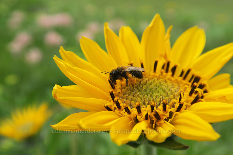 mining bee on balsamroot (Andrena sp., Balsamorhiza sp.) [Vista Loop, Columbia Hills State Park, Klickitat County, Washington]