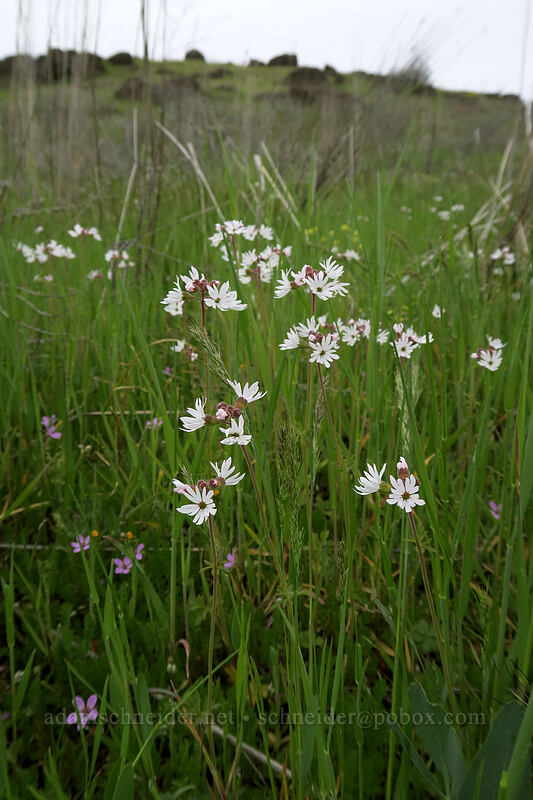prairie stars (Lithophragma parviflorum) [Vista Loop, Columbia Hills State Park, Klickitat County, Washington]