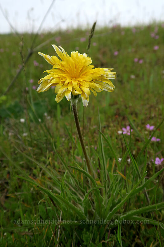 false agoseris (Nothocalais troximoides (Microseris troximoides)) [Vista Loop, Columbia Hills State Park, Klickitat County, Washington]