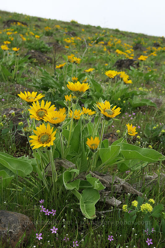 Carey's balsamroot (Balsamorhiza careyana) [Vista Loop, Columbia Hills State Park, Klickitat County, Washington]