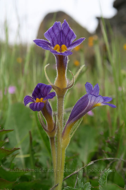 naked broomrape (Aphyllon purpureum (Orobanche uniflora)) [Vista Loop, Columbia Hills State Park, Klickitat County, Washington]