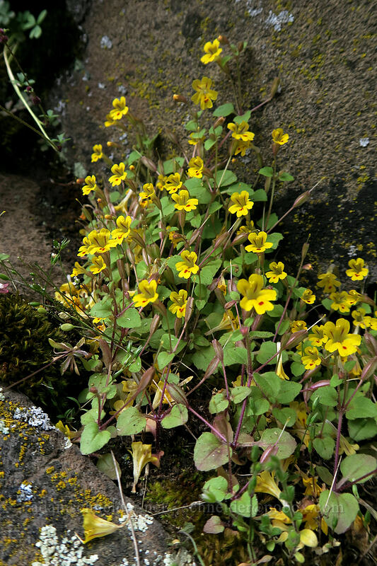 chickweed monkeyflower (Erythranthe alsinoides (Mimulus alsinoides)) [Horsethief Butte, Columbia Hills State Park, Klickitat County, Washington]