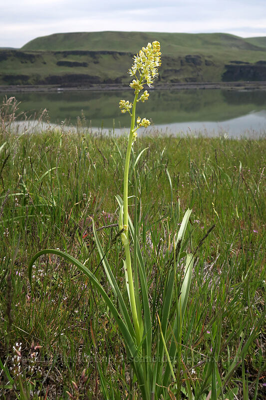 panicled death-camas (Toxicoscordion paniculatum (Zigadenus paniculatus)) [Horsethief Butte, Columbia Hills State Park, Klickitat County, Washington]