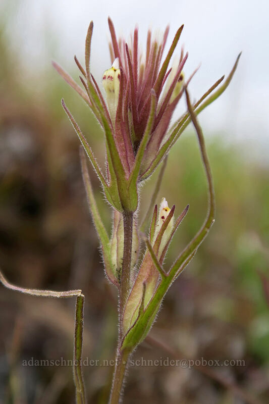 narrow-leaf paintbrush (Castilleja attenuata) [Horsethief Butte, Columbia Hills State Park, Klickitat County, Washington]