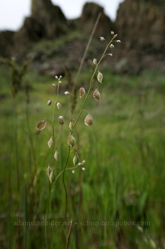 fringe-pod (Thysanocarpus curvipes) [Horsethief Butte Trail, Columbia Hills State Park, Klickitat County, Washington]