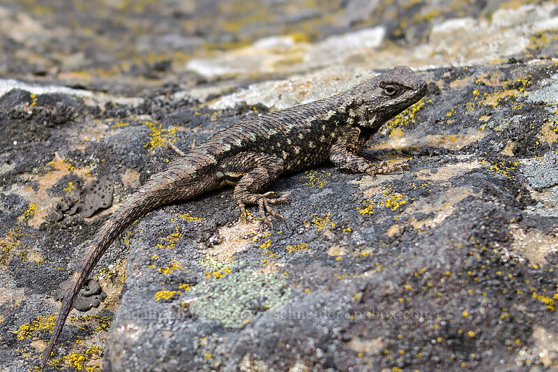 western fence lizard (Sceloporus occidentalis occidentalis) [Horsethief Butte, Columbia Hills State Park, Klickitat County, Washington]