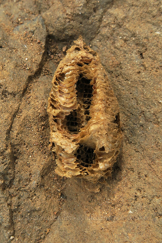 praying mantis egg-case (ootheca) (Mantis religiosa) [Rattlesnake Rim, Columbia Hills State Park, Klickitat County, Washington]