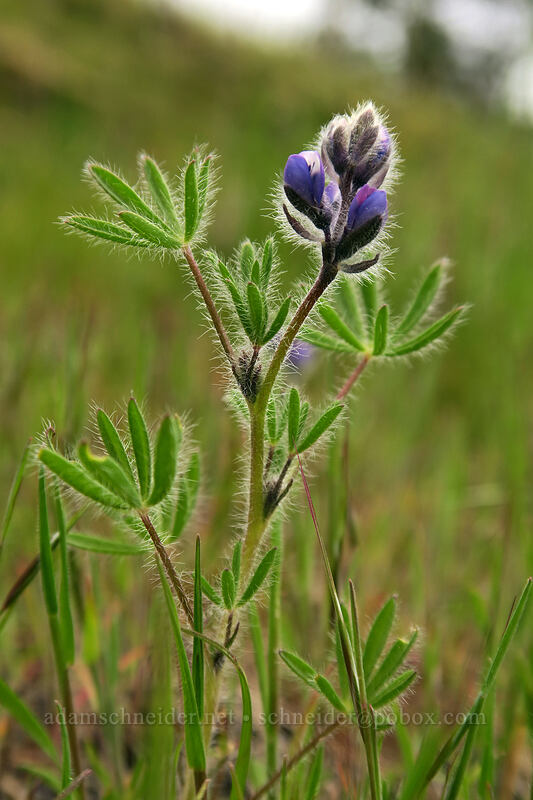 miniature lupine (Lupinus micranthus (Lupinus polycarpus)) [Catherine Creek, Klickitat County, Washington]