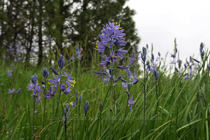 camas (Camassia quamash) [Catherine Creek, Klickitat County, Washington]
