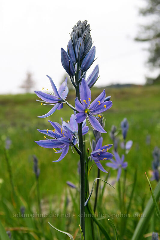 camas (Camassia quamash) [Catherine Creek, Klickitat County, Washington]