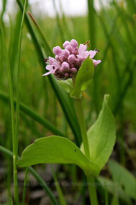 rosy plectritis (Plectritis congesta) [Catherine Creek, Klickitat County, Washington]