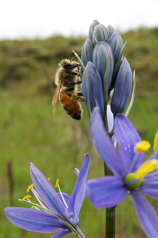 honeybee on camas (Apis mellifera, Camassia quamash) [Catherine Creek, Klickitat County, Washington]