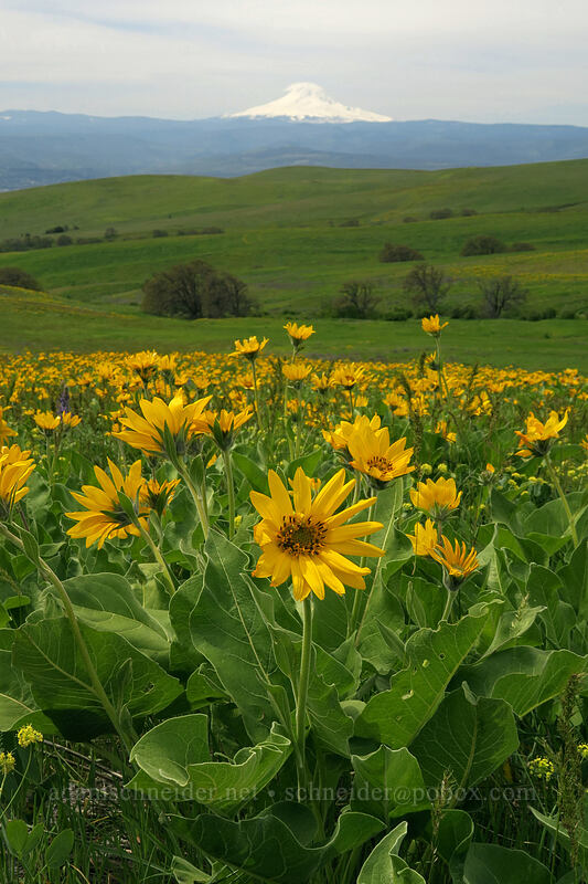 balsamroot (Balsamorhiza sp.) [Dalles Mountain Road, Klickitat County, Washington]