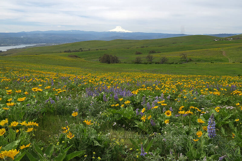 balsamroot & lupines (Balsamorhiza sp., Lupinus sp.) [Dalles Mountain Road, Klickitat County, Washington]